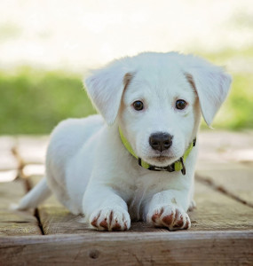 Wie stelle ich meinem Hund meinen neuen LGBT Partner vor? 3