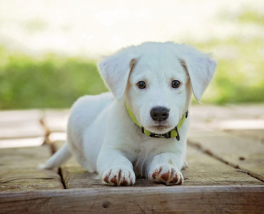 Wie stelle ich meinem Hund meinen neuen LGBT Partner vor? 9
